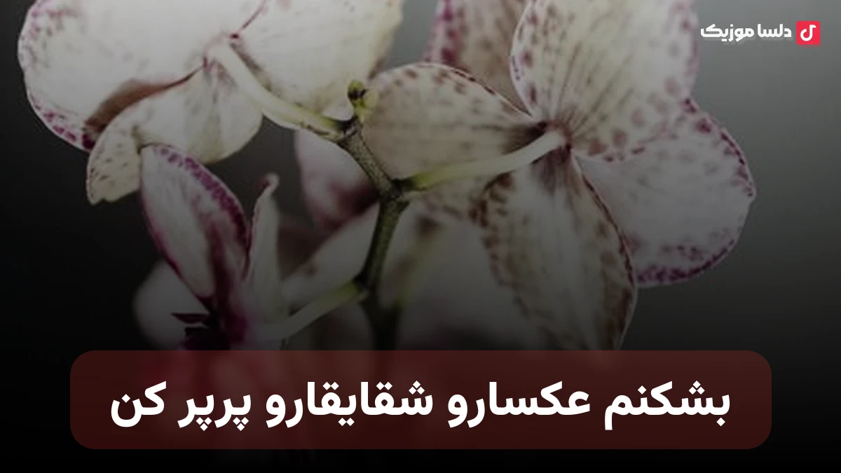 بشکنم عکسارو شقایقارو پرپر کن - غمگین مهراب